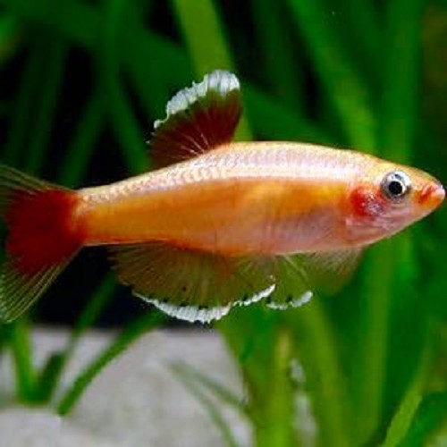 Tanichthys albonubes gold - Neon chinoise dore L